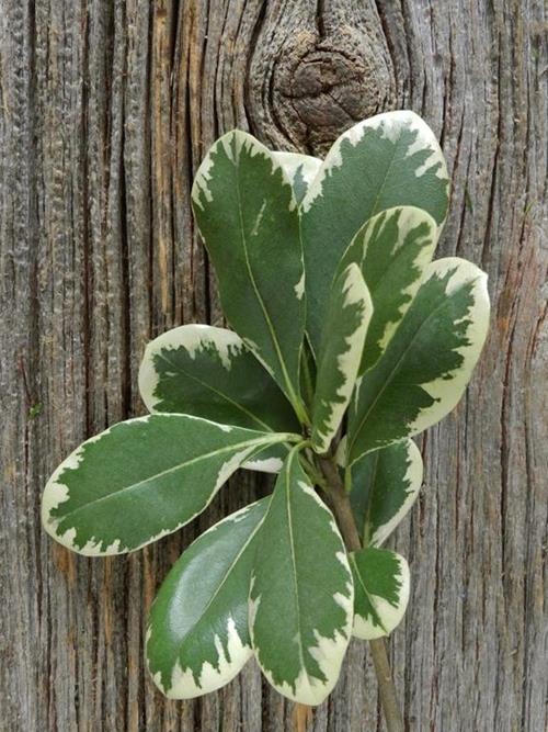 PITTOSPORUM  VARIGATED GREENS